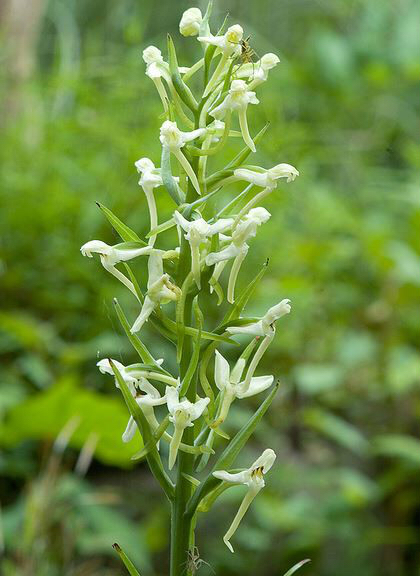中药材牛尾竹,中草药观音菊图片