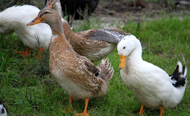 鸭子拉黄色稀粪是什么原因,鸭子白色稀粪