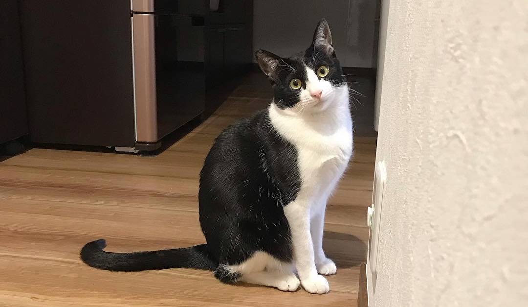 猫咪肚子有毛滴虫怎么引起的,猫咪有三胎毛滴虫