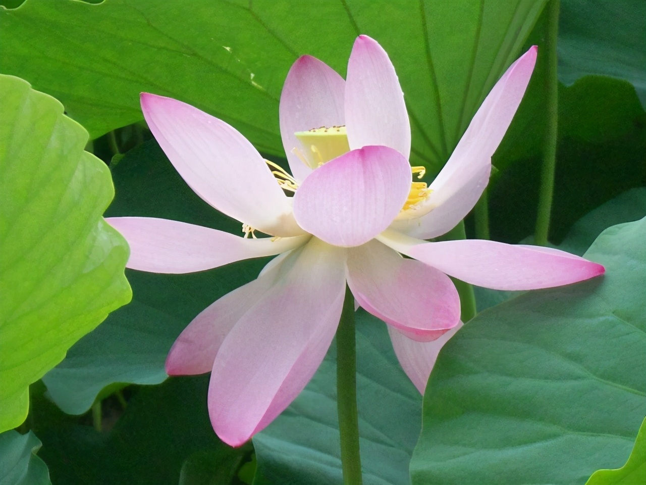 民间4大佛教花卉，见花见吉祥，是真的吗？