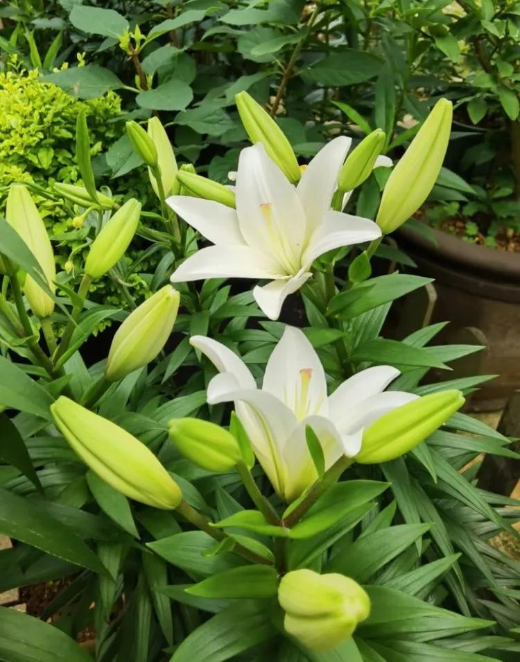 第七届园丁奖,第六届园丁奖奖励