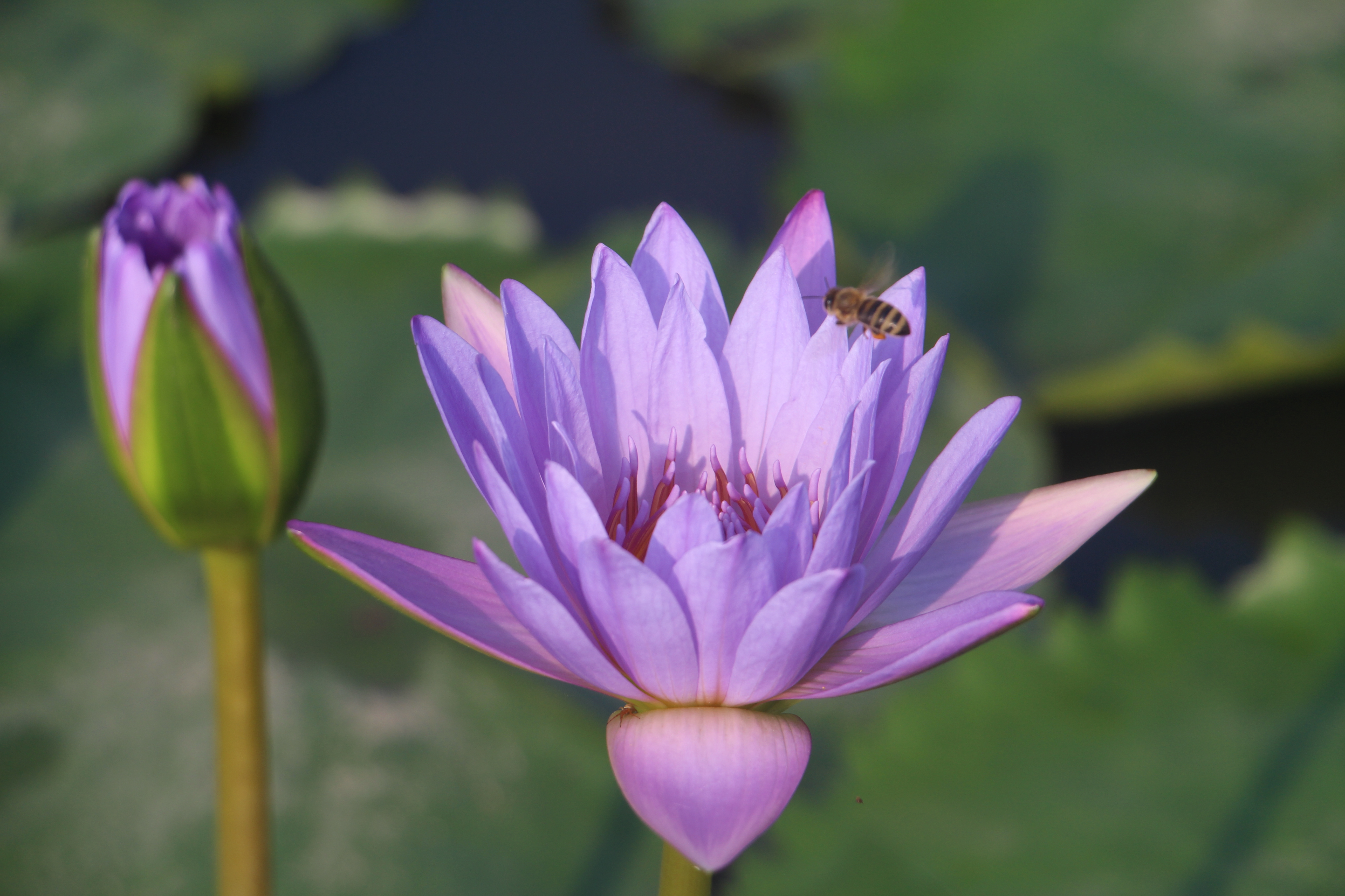 广西武宣县二塘石耇村：睡莲花开，扮靓乡村