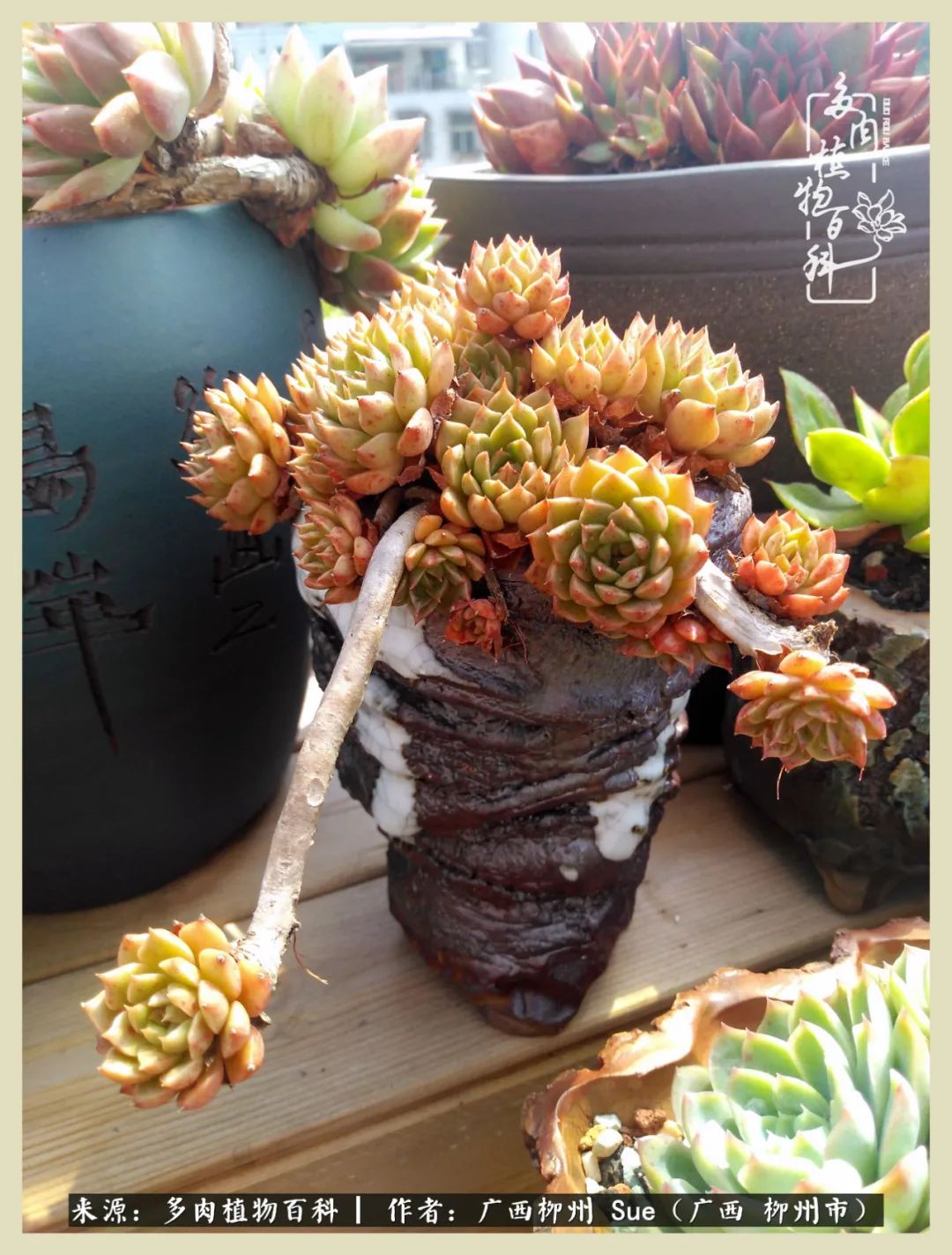 艳阳高照凉爽贵州，我要勤快地捕捉美好！（二）