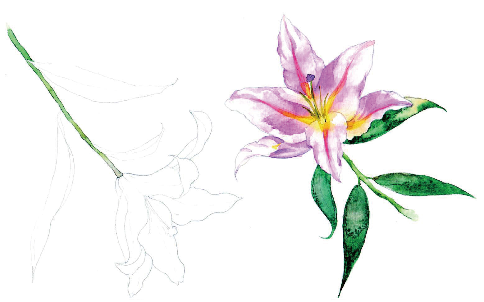 清爽又干净的水彩花卉手绘,学习水彩花卉画法步骤