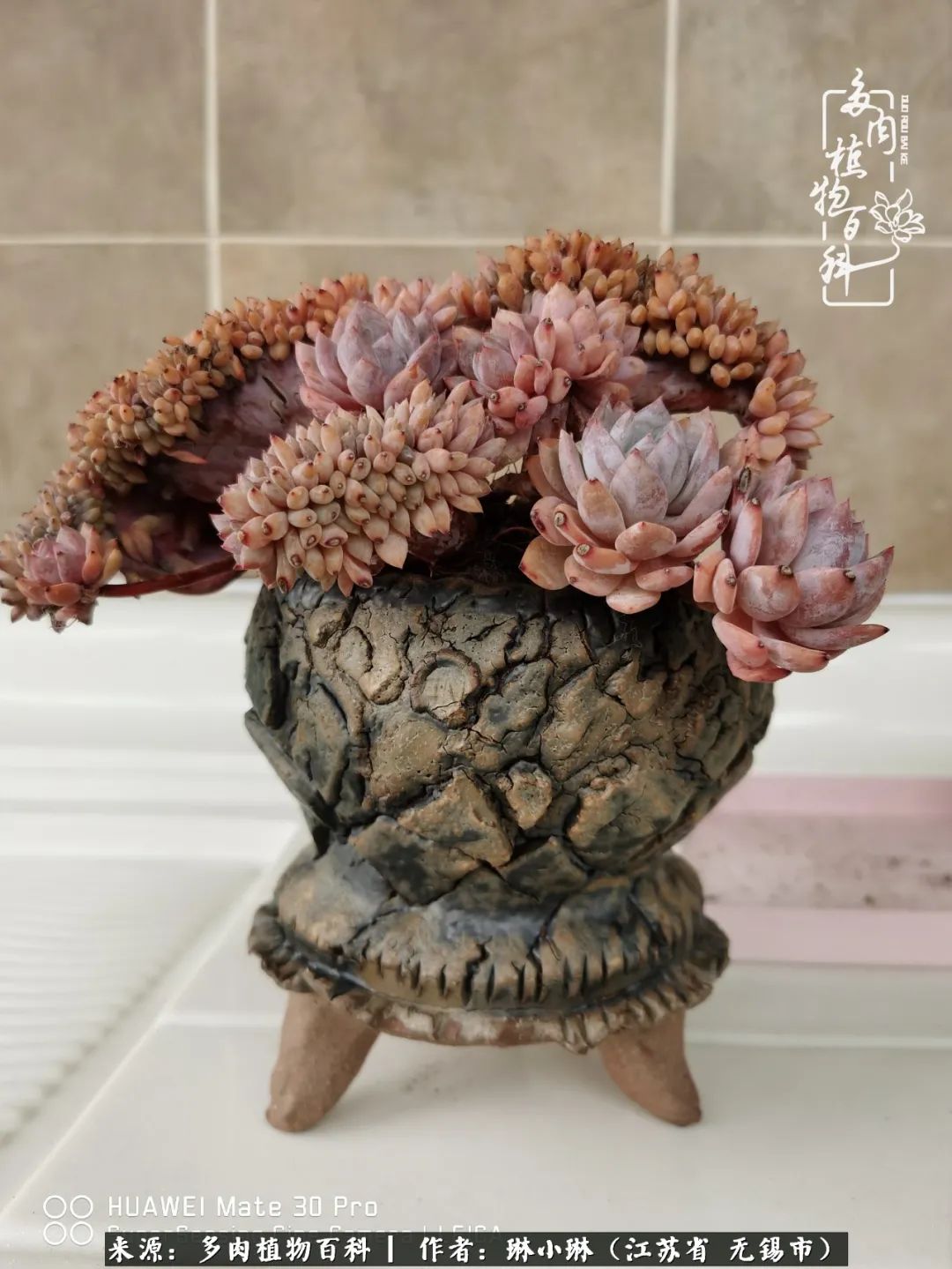 又到多肉变美时，一切都鼓励我积极向前