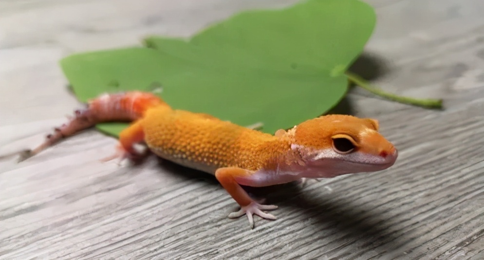 守宫幼体饲养入门常识,新宠到家怎么养