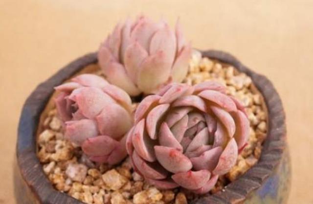 多肉连根拔起了怎么办,多肉茎腐怎么办