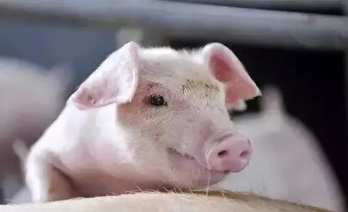 秋冬季猪呼吸道疾病的防控,猪肺呼吸道疾病预防