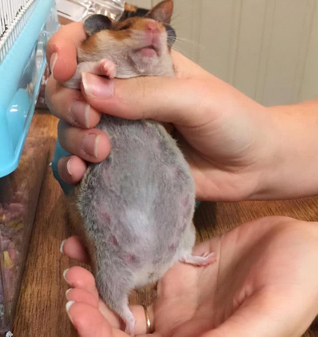 仓鼠怀孕被公仓鼠咬出血,仓鼠怀孕生小仓鼠的样子