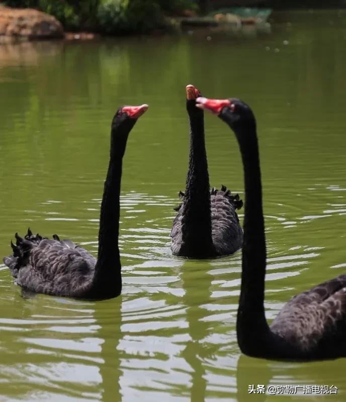 弥勒美食推荐离湖泉景区最近,弥勒五彩云池风景区