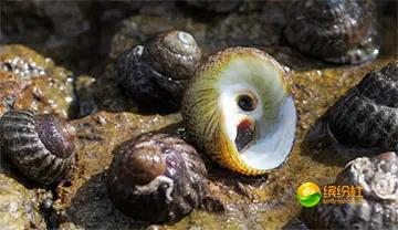 舟山海鲜代加工攻略,最全舟山海鲜攻略