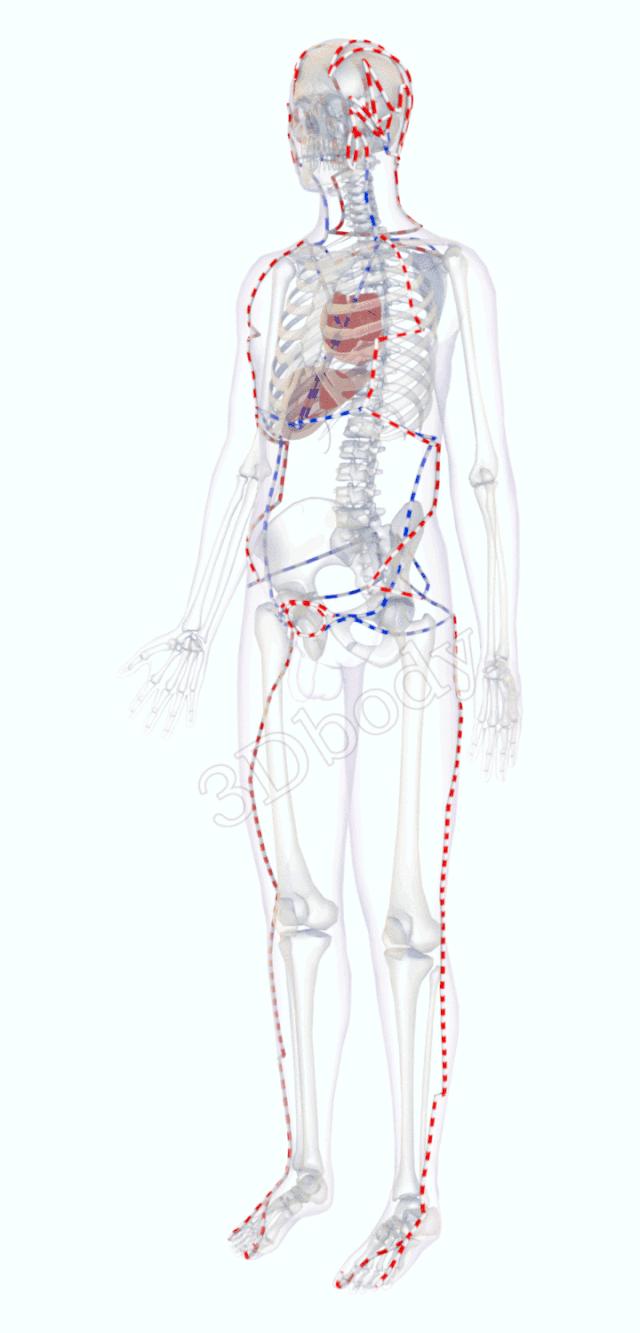 3d十四经络动态循行图,经络图3d动态图三焦经