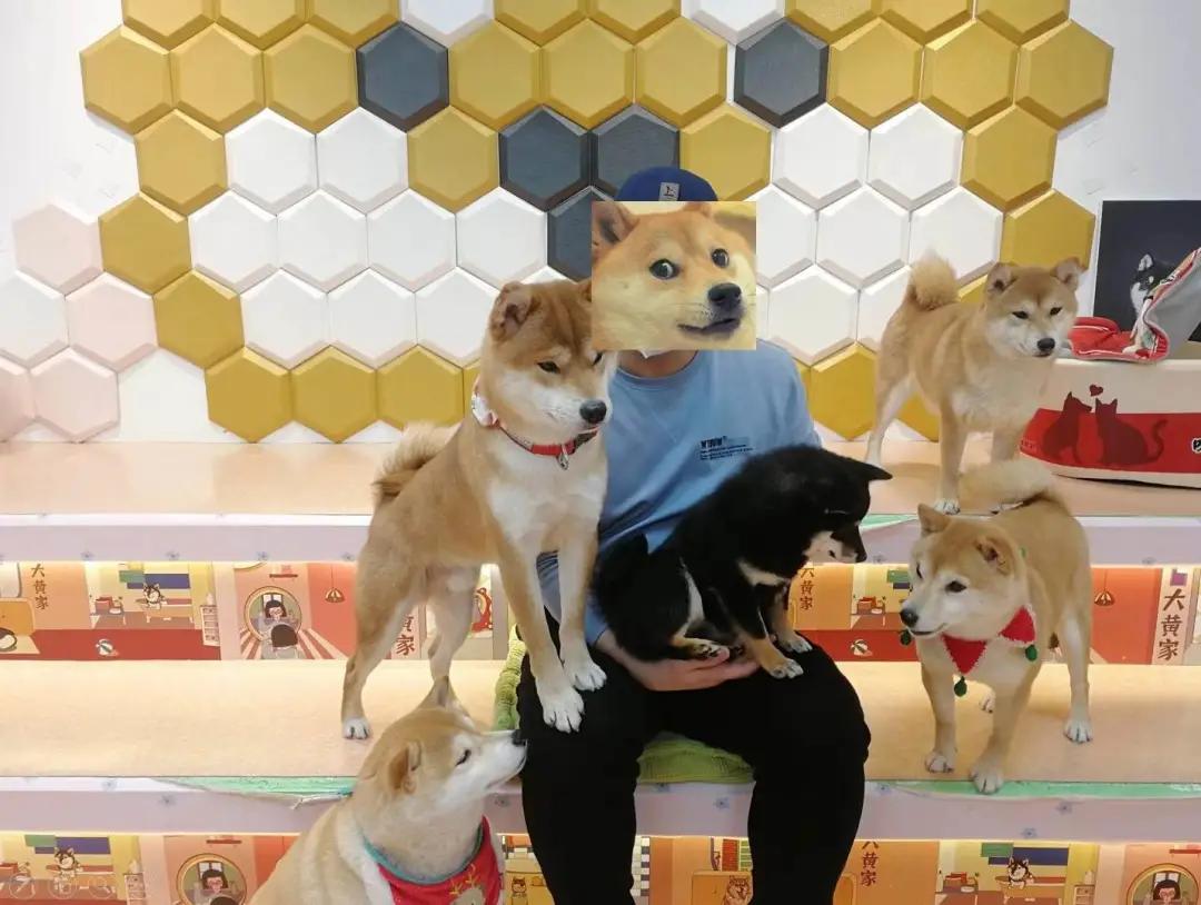 在三里屯体验网红狗咖｜求治愈遭狗子冷淡回应，顾客寥寥无几，我花89元看狗打架1小时