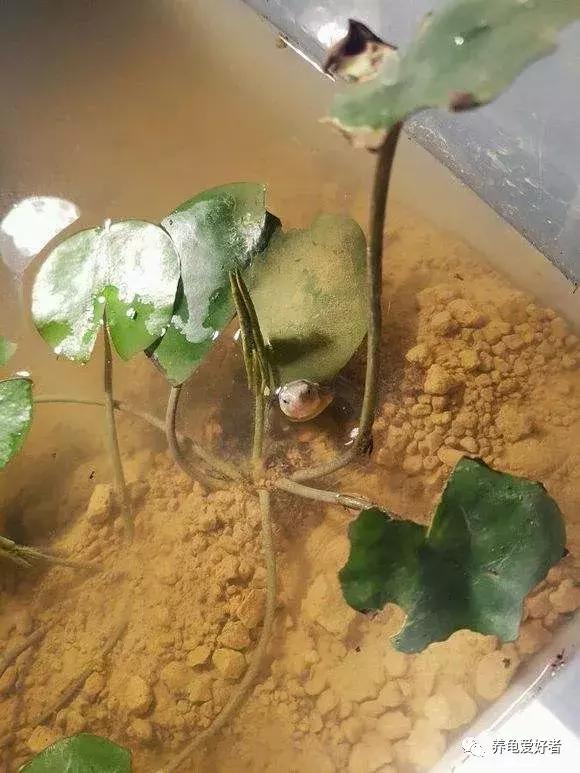 新手养龟常见疾病,各种龟的养殖难与易介绍