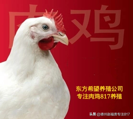 817鸡价格最新行情,817肉杂鸡今日行情