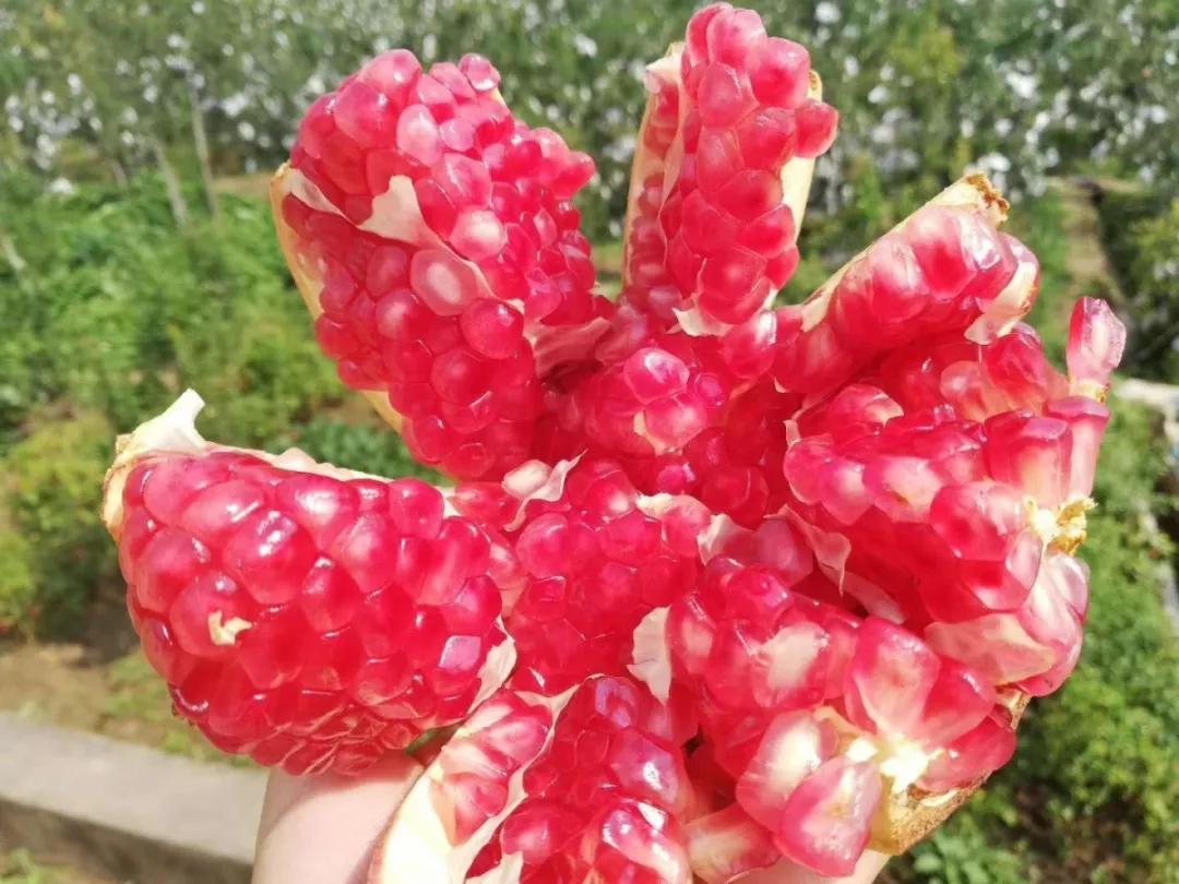 突尼斯软籽石榴可以喝的石榴,突尼斯软籽石榴和雅诗兰黛