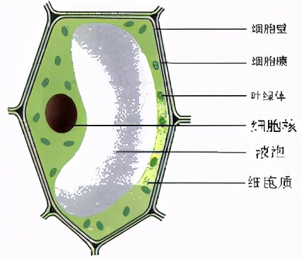 破壁机的历史起源是什么,破壁机发展史