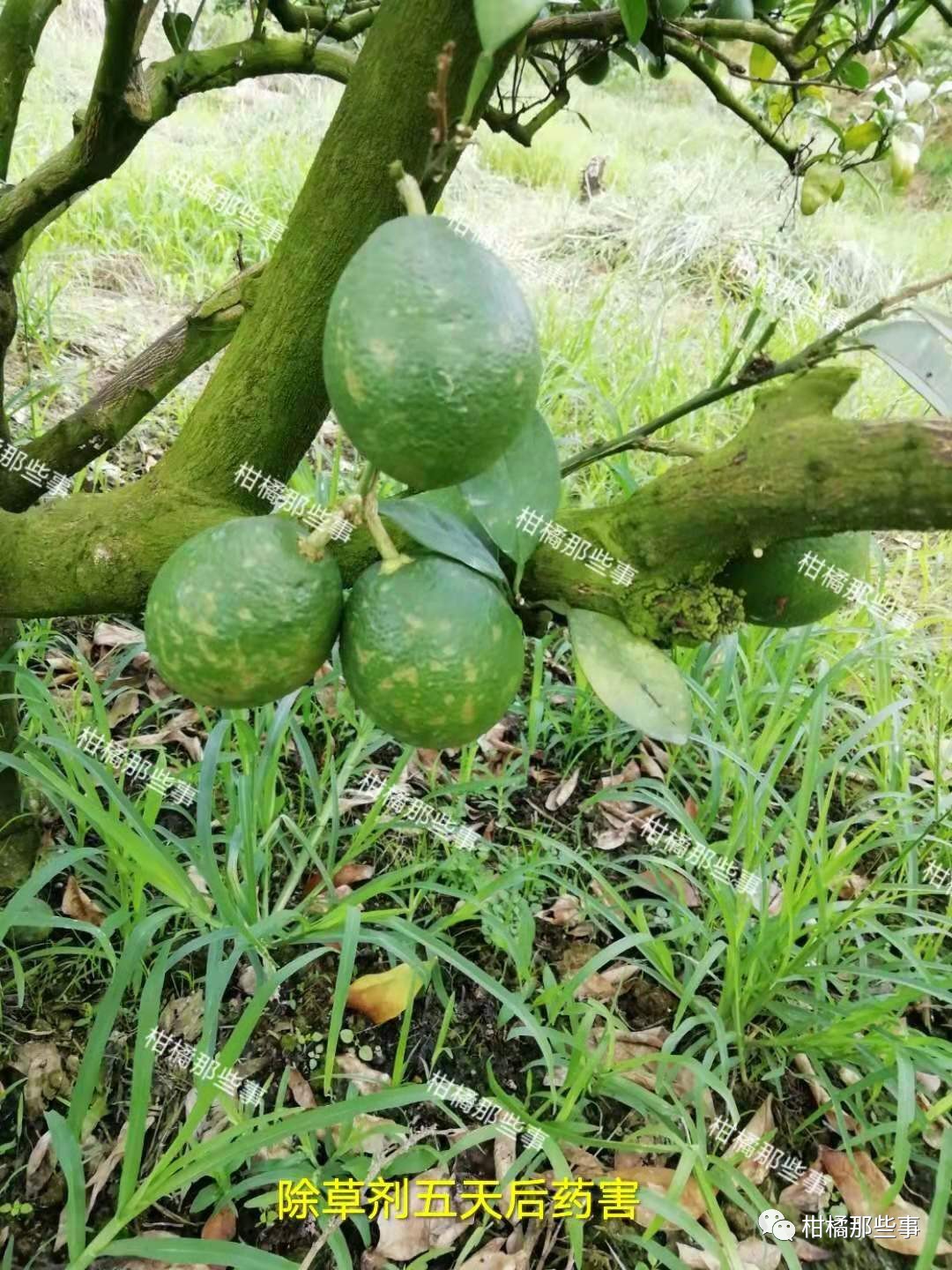 安徽柑橘保花保果的措施有哪些,丰收期柑橘促梢和保果必看