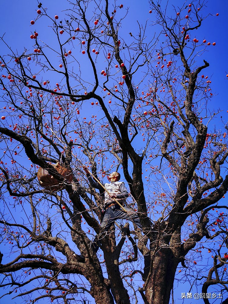 柿子怎么摘好吃又难摘,柿子在树上摘下来怎么弄才好吃