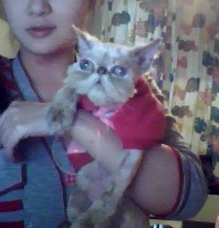 猫咪猫癣的最佳治疗方法,关于猫癣的一点经验