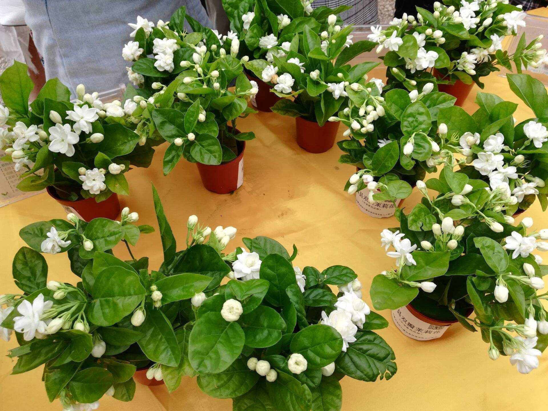 冬天茉莉花干枯，这样养，让它恢复生机勃勃！