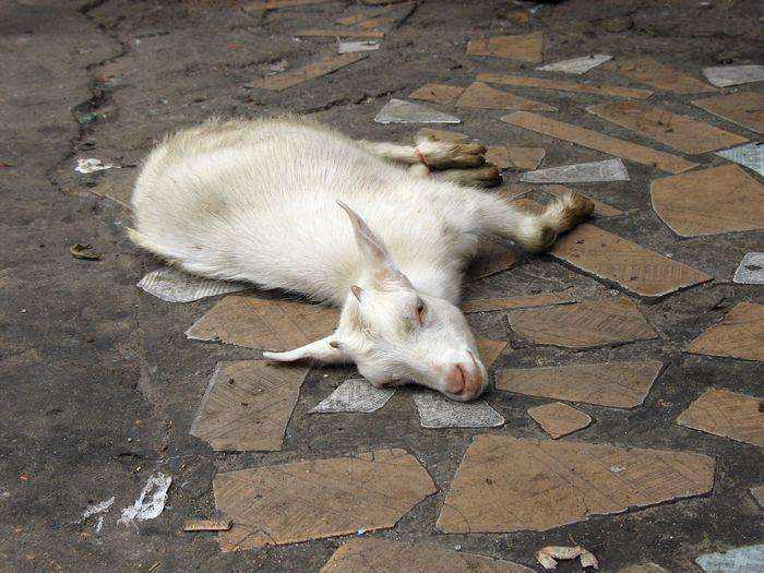 羔羊死亡率高怎么办,羔羊拉稀死亡是什么原因