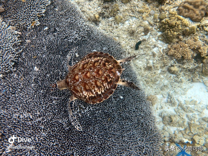 600元玩转澳门三天两夜全攻略,5000块钱玩菲律宾六个海岛