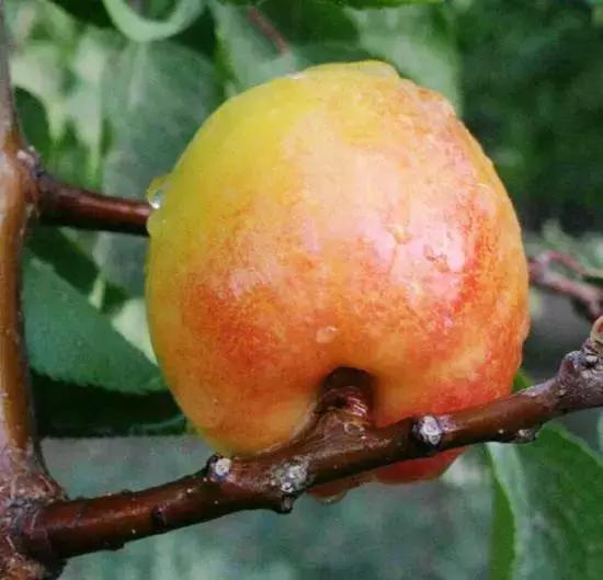 杏是一种什么水果,杏是热带水果么