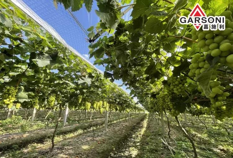 嘉施利抖音,嘉施利化肥有限公司视频