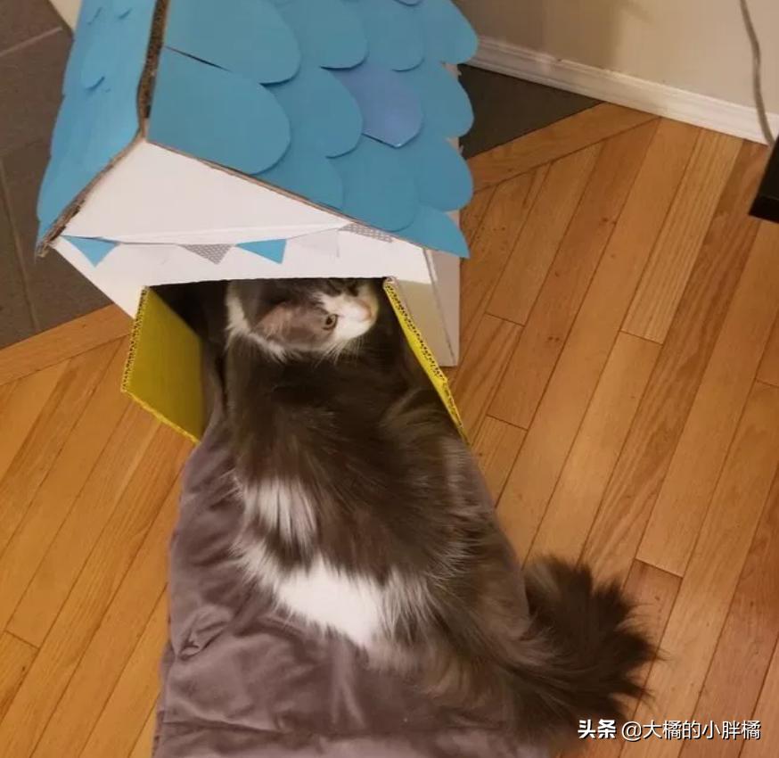 情侣分手把猫咪送回宠物店,情侣分手猫咪送人