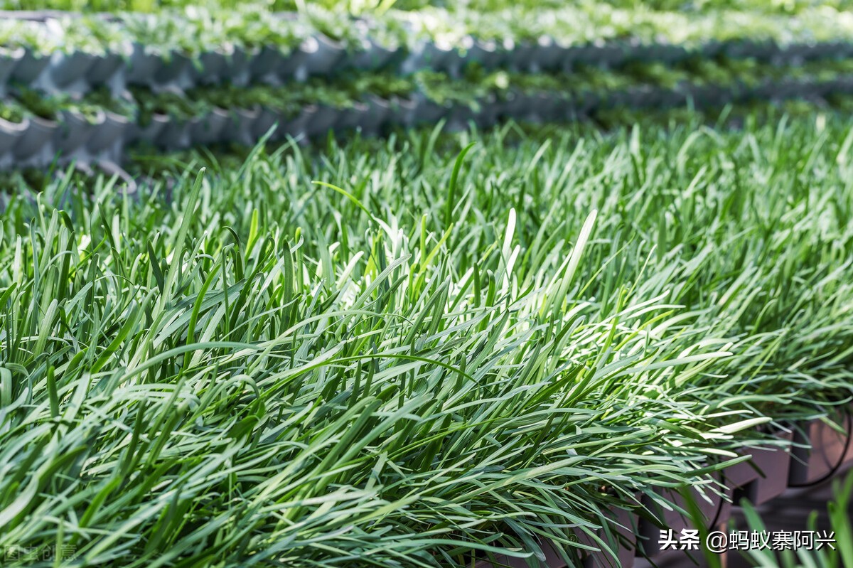 怎样防止韭菜根的虫害,韭菜虫害之韭蛆防治技术