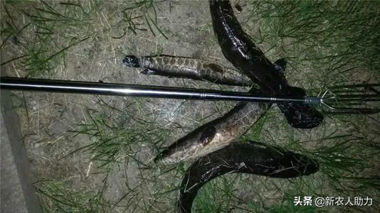 池塘有黑鱼怎样弄干净,鱼塘里有黑鱼怎么解决