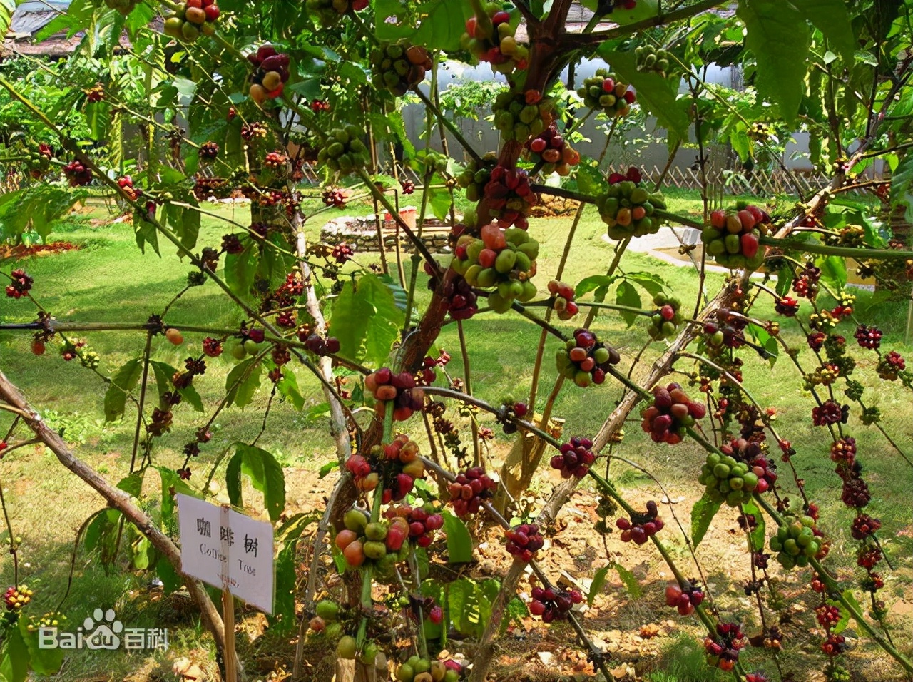 为什么咖啡不能搅拌,喝多咖啡有什么危害