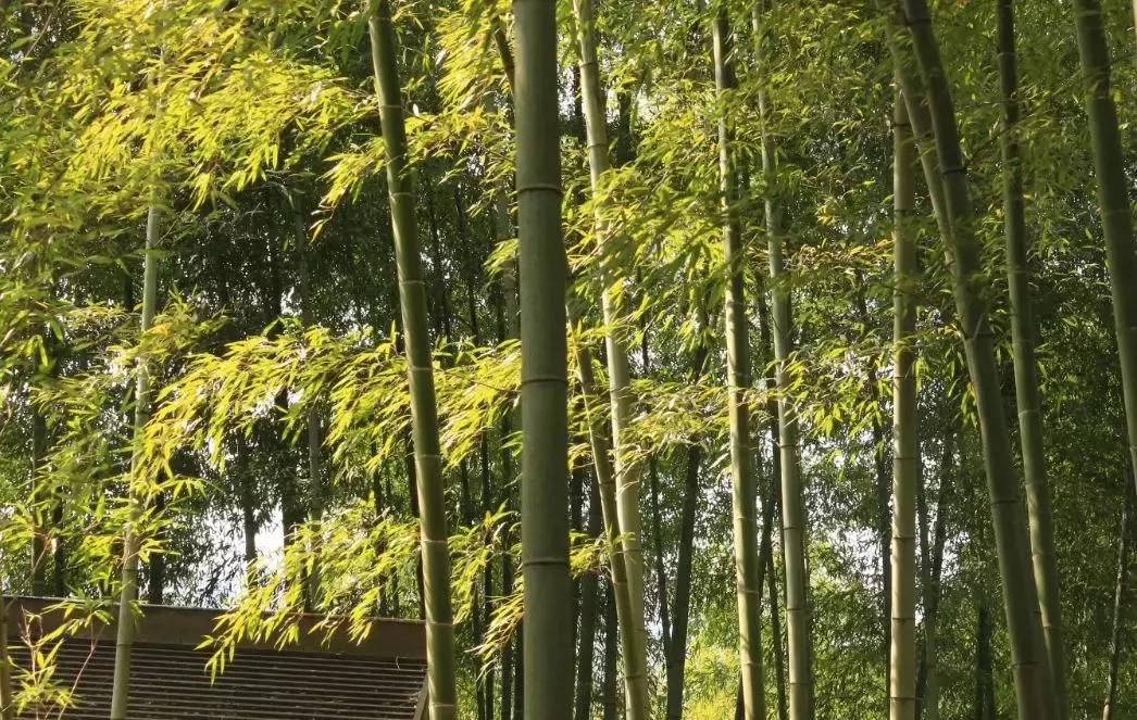 我在抖音的这些神曲里，听出了宜兴竹海的味道