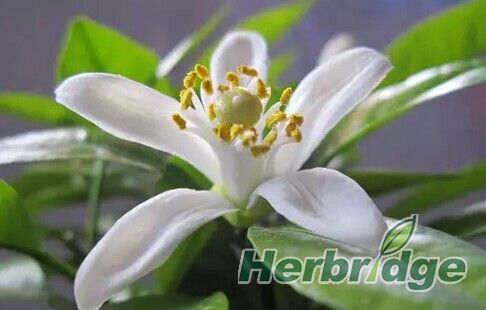 植物类天然香料,最香的食用天然植物香料