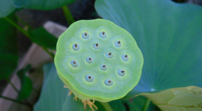 碗莲结了莲蓬怎样养?搞清楚这几点,花后养护更简单