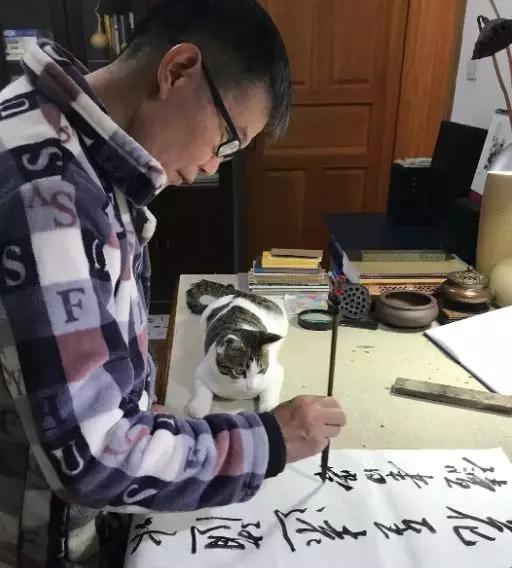 养猫后儿子鼻过敏,妈妈心生一计:不如你搬出去住吧!