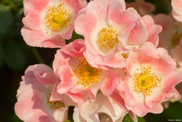 月季感染红蜘蛛后怎么修剪,月季感染白粉病怎么办