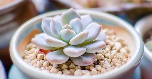 暑假回家多肉怎么办,过年回家浙江多肉如何过冬