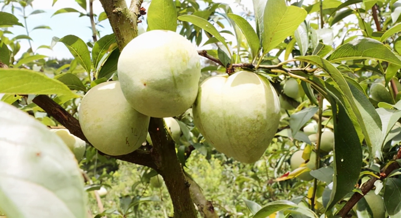 这几类水果多吃美容养颜,这几种水果煮着吃对身体好