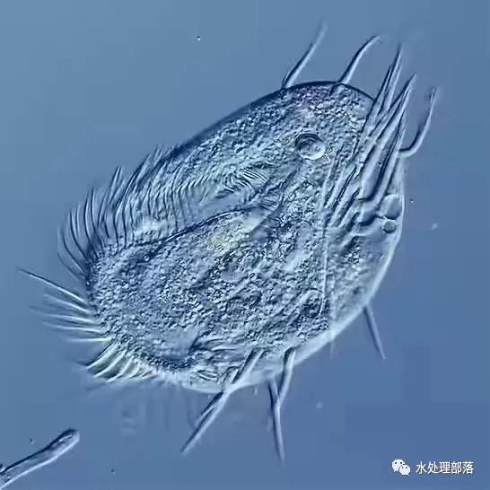 高清丨污水处理微生物图谱