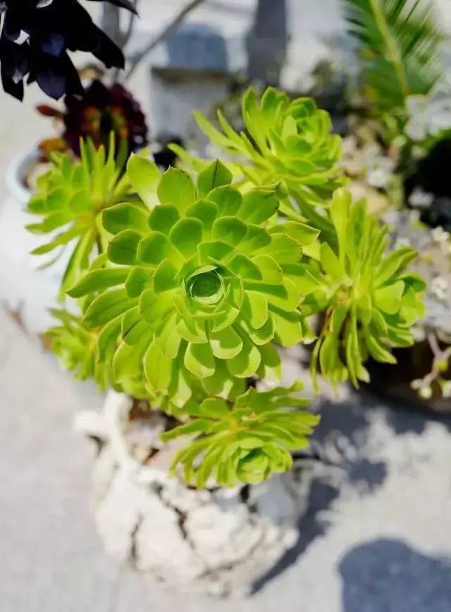 黑法师怎么养肥,如何养护黑法师