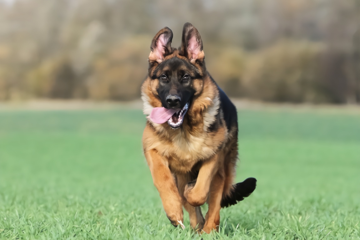 德国牧羊犬真的可怕吗知乎,德国牧羊犬恐怖秘密