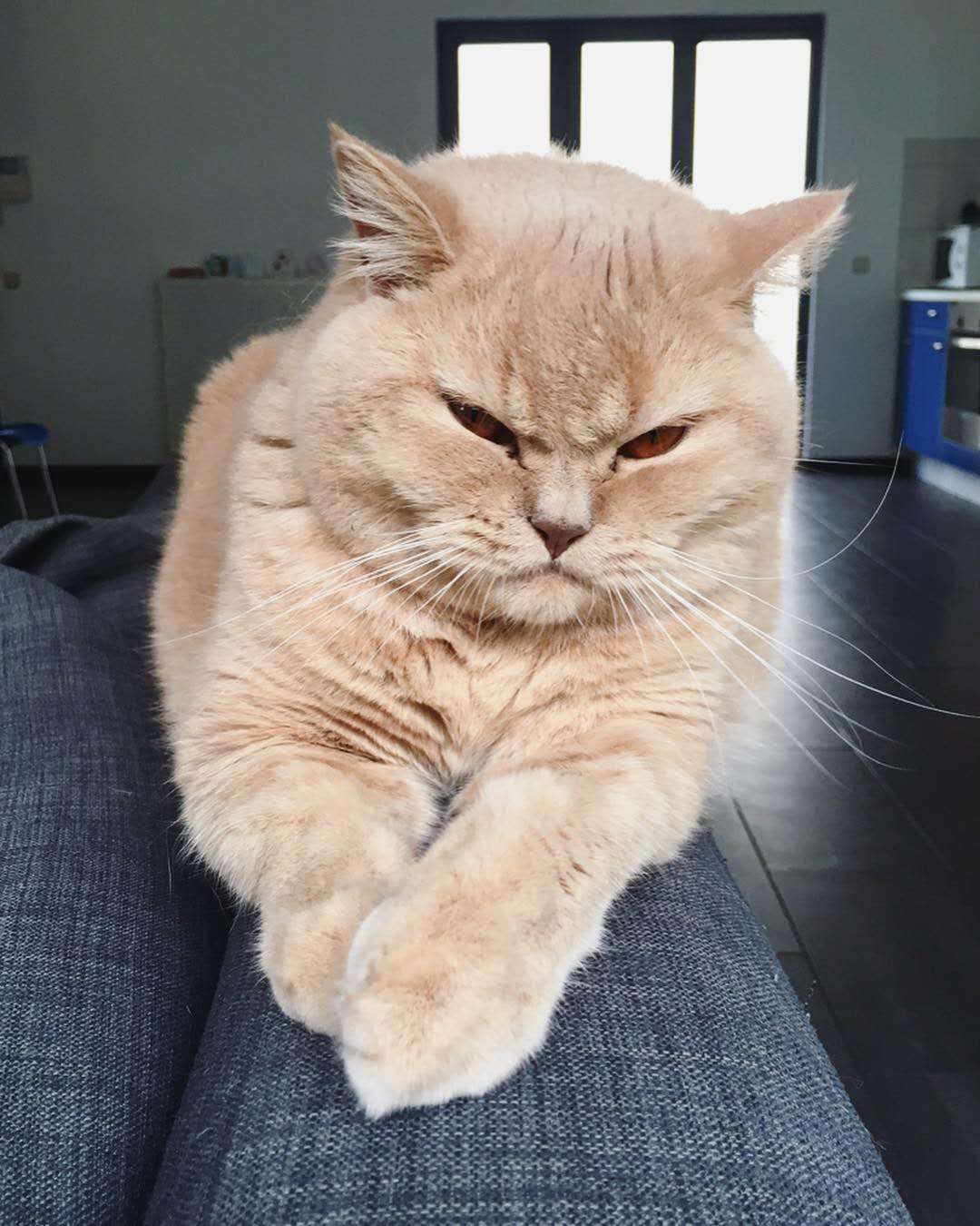 夸猫猫可爱的话,夸猫猫听话