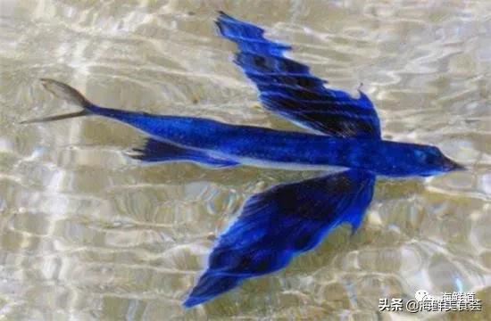 好吃不贵的海鲜种类有哪些,最好吃又最常见海鲜有几种