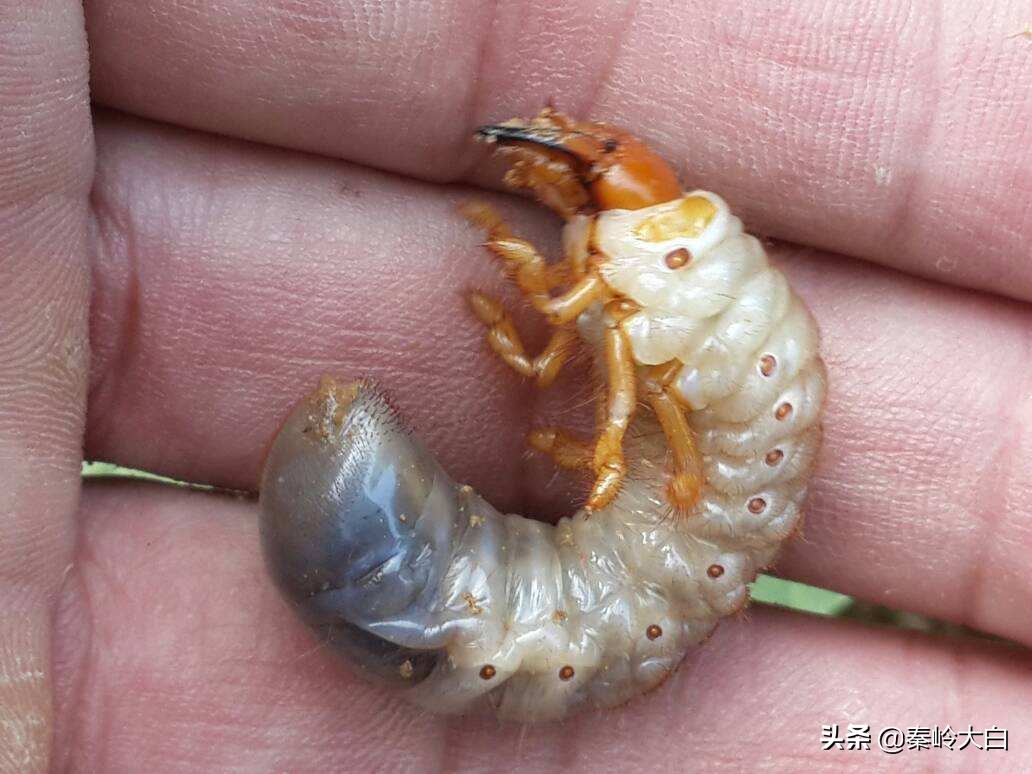 土豆有地蚕虫怎么治,土豆地里有土蚕怎么治