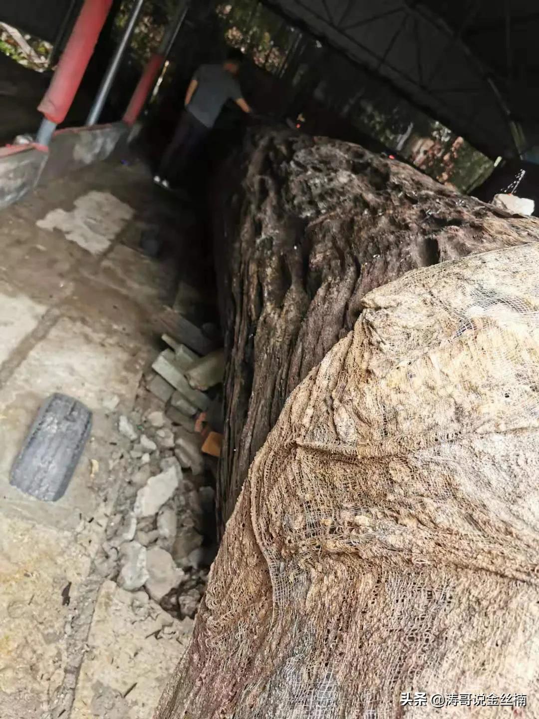 这是一根埋藏了6150年的木头