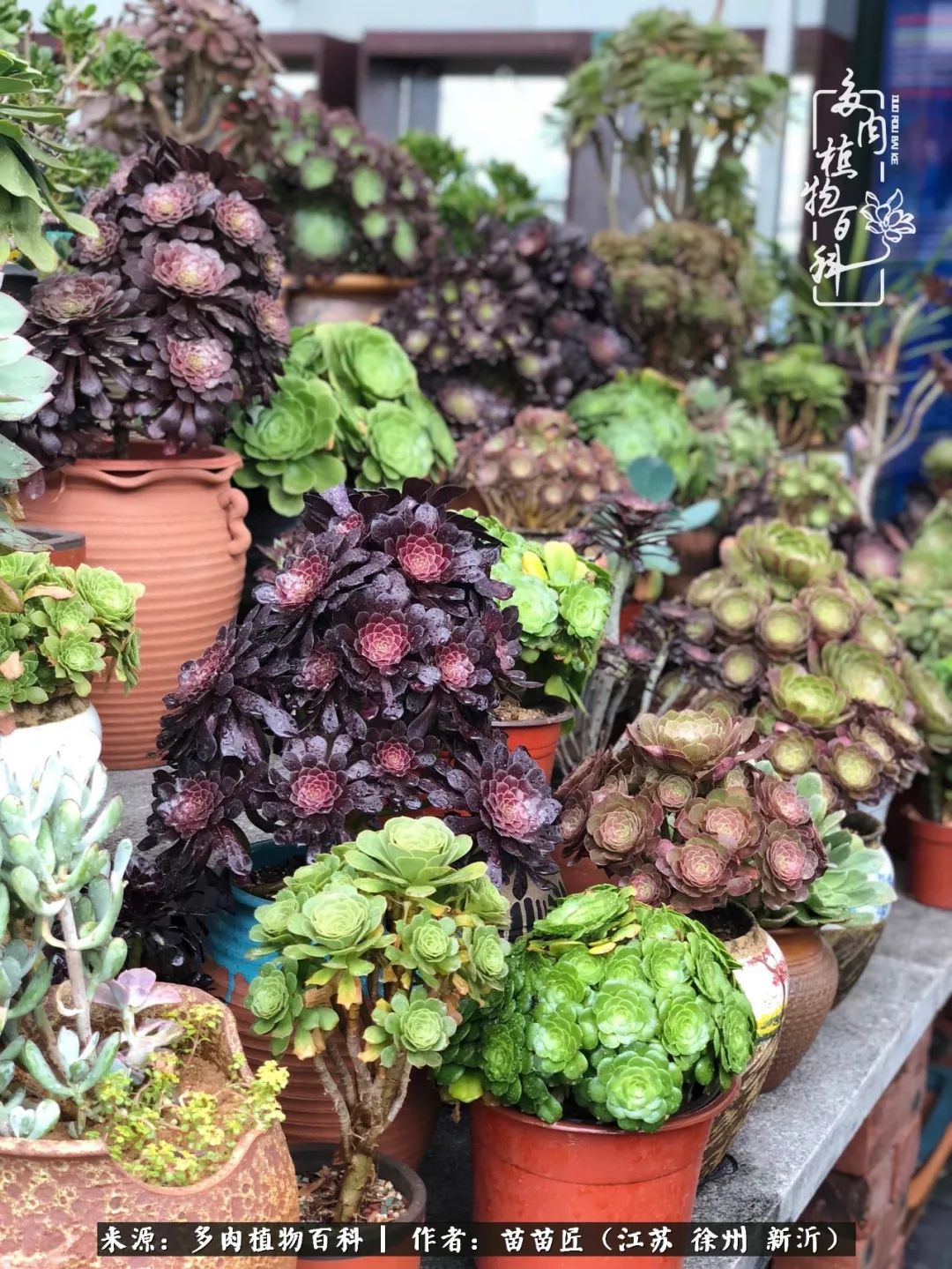 多肉之江湖：众肉友们，修仙渡劫几何了？