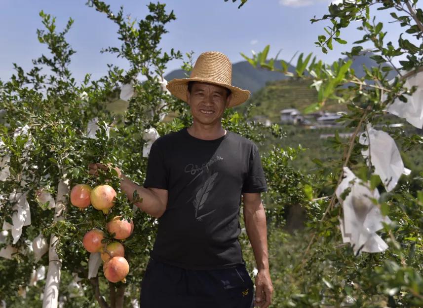 好吃不吐籽的突尼斯软籽石榴来了,被誉为可以吃的雅诗兰黛软籽石榴