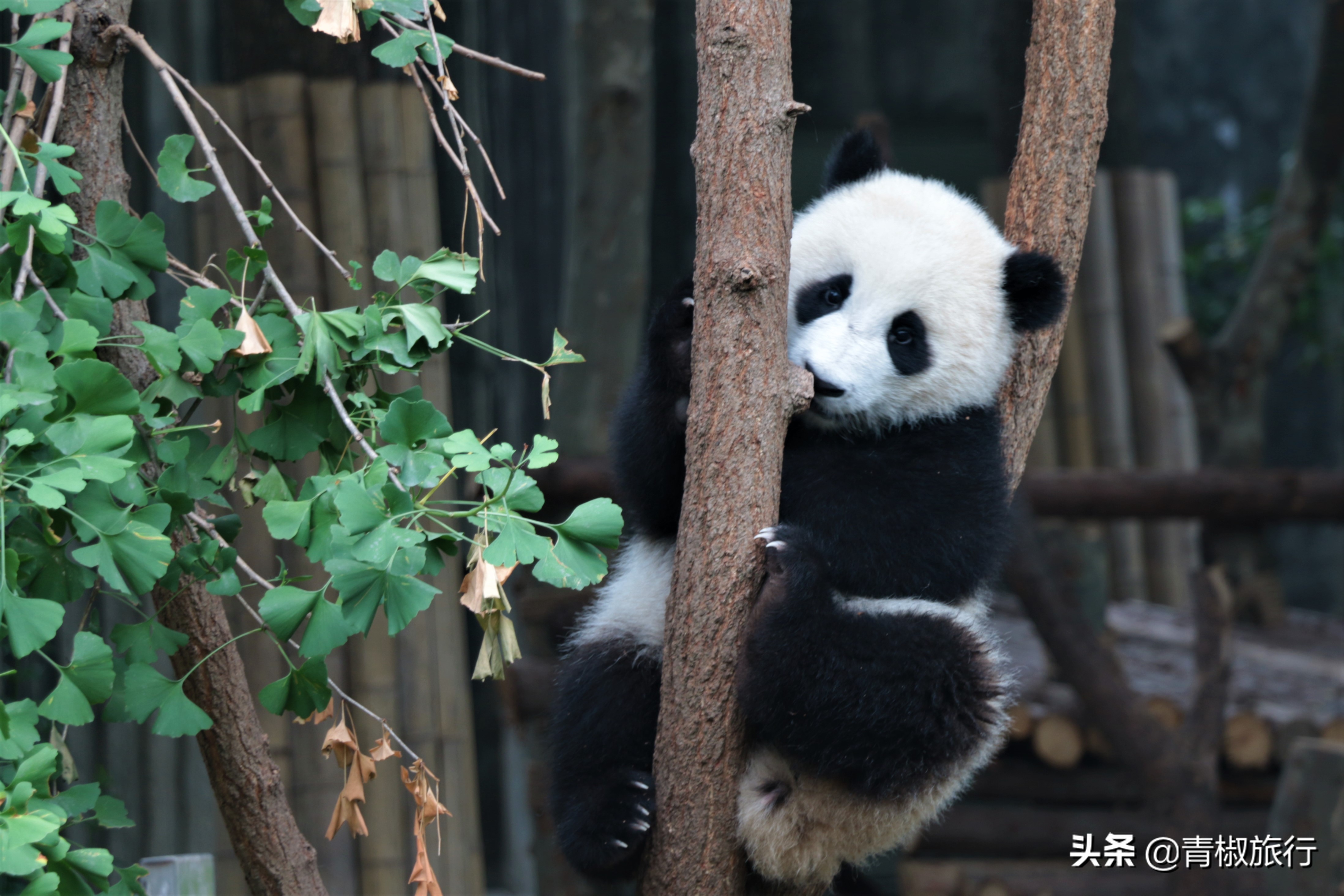 成都旅游攻略必去的地方推荐,成都小众旅游攻略自由行攻略